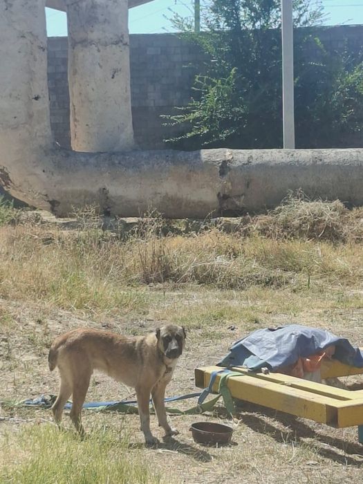 Продам алабай годовалый