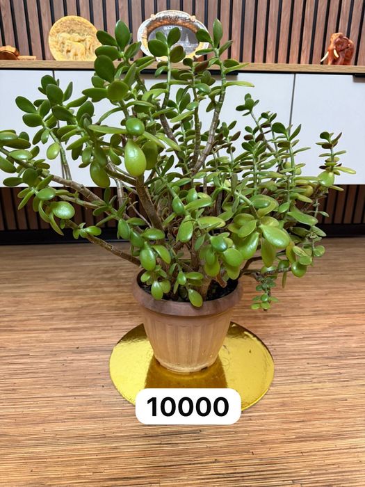 Продам комнатные цветы