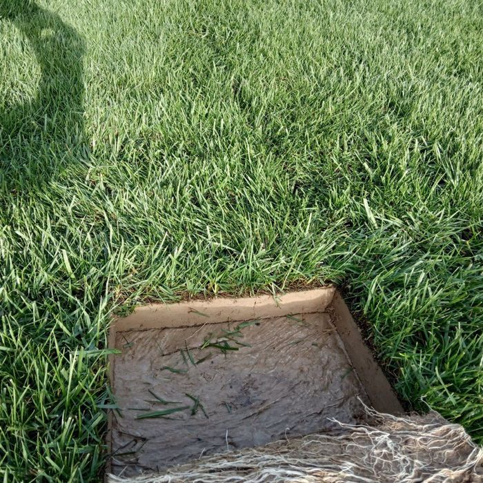 Газон руллонивий