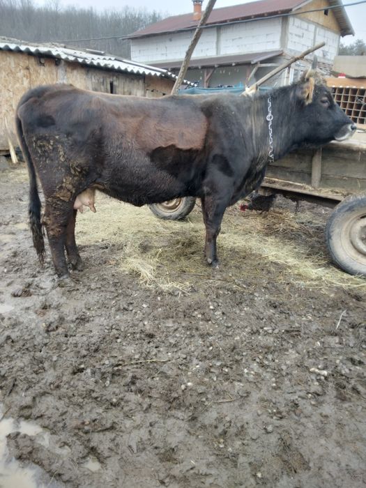 Vand Vaca gestanta in 8 luni !