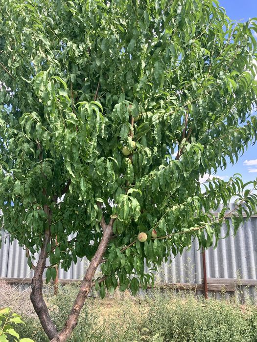 Земельный участок