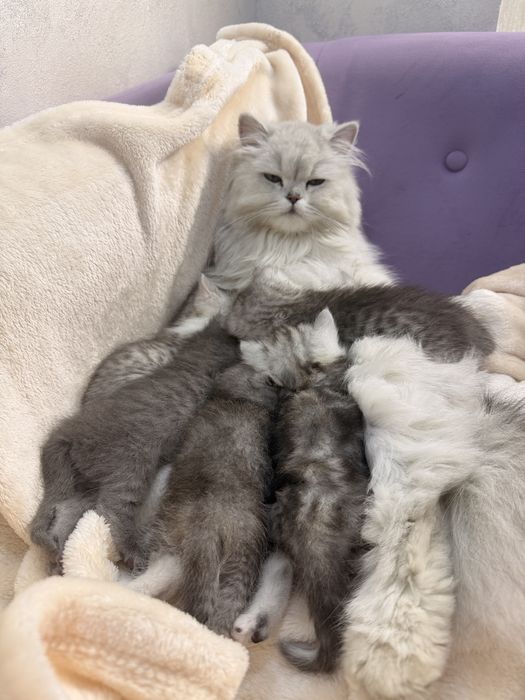 Mushukchalar sotiladi