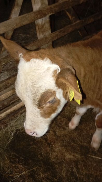 Vând vacă cu vitel