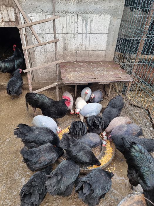 Vând bibilici și cocoși australorp