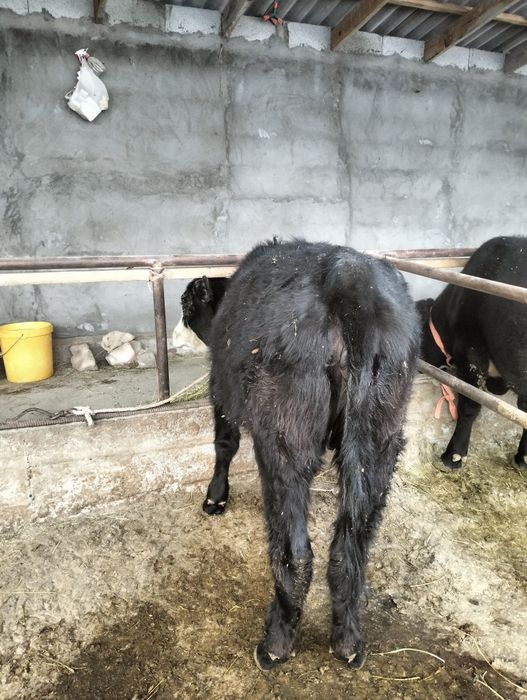 Быр бас урқашы тайынша  сатылады