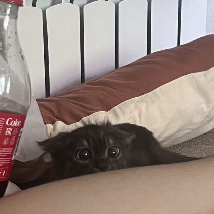 Кошка, девочка в добрые руки