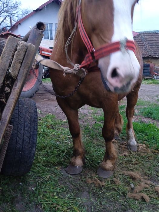Cal de 4 ani sarg