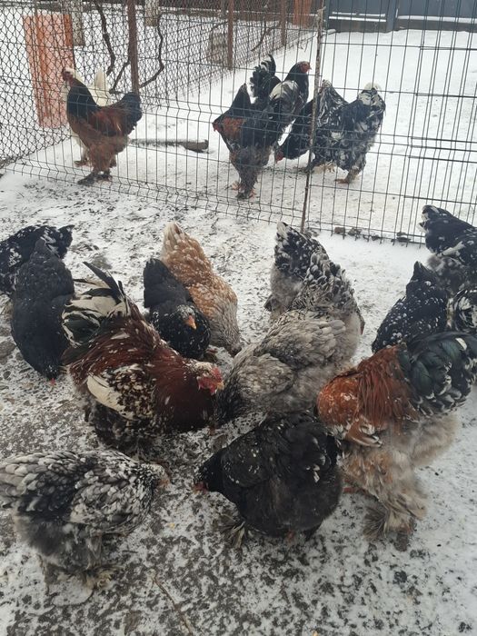 Vând cocoși și gaini brahma vaccinați și deparazitați