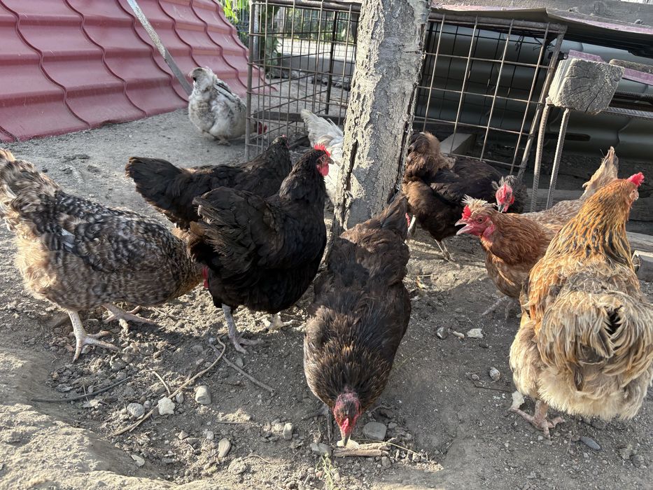 Găini outoare si de carne de vânzare – crescute în gospodărie