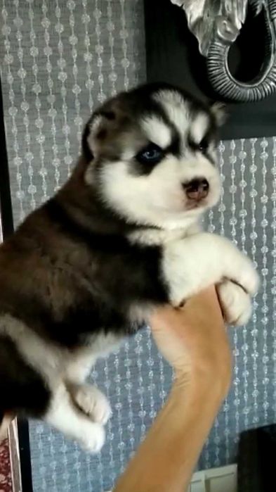 Мальчик с ярко голубыми глазками