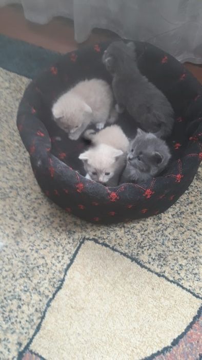 Котята разноцветные