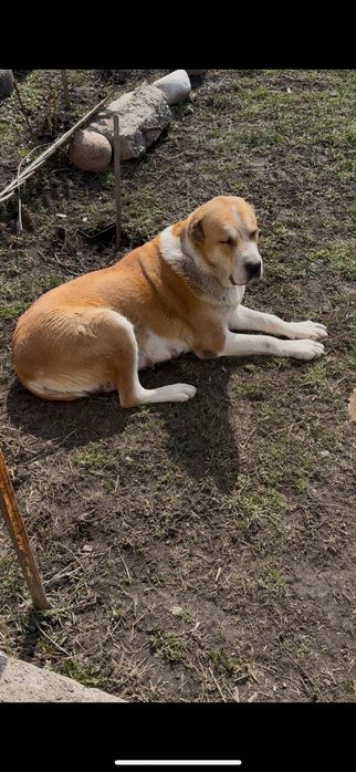 Алабай/тобет/ сао