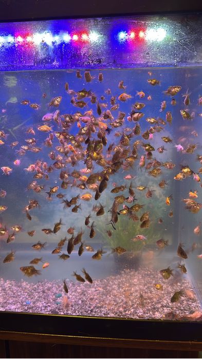 Золотые рыбки оранда