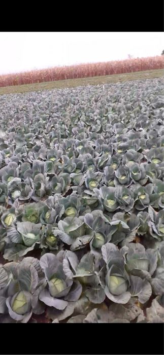Varza de vanzare 1,5leu/kg, Halmeu Satu Mare
