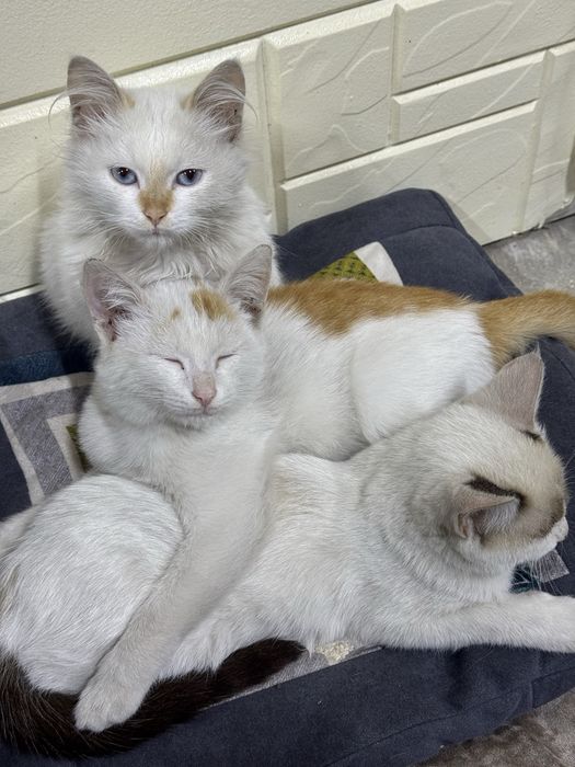 Котята отдам на хорошие руки