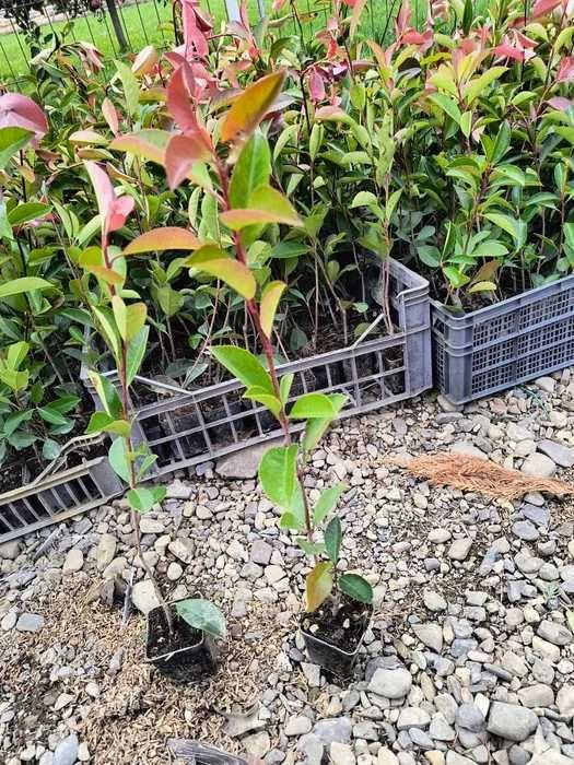 Photinia red robin 40cm/70cm