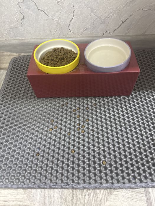 mushuk Кошка девочка СРОЧНО