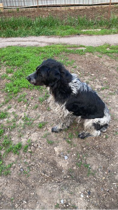 Кабель для случки Дратхар