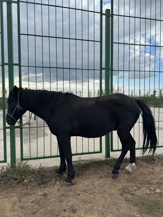 Жылқы сатылады (Астана)