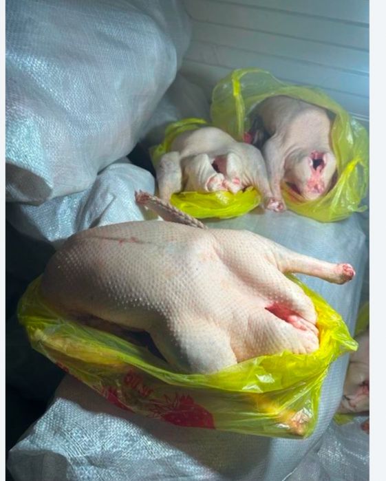 Свежие БРОЙЛЕРЫ, Индейка, Утки, Гуси