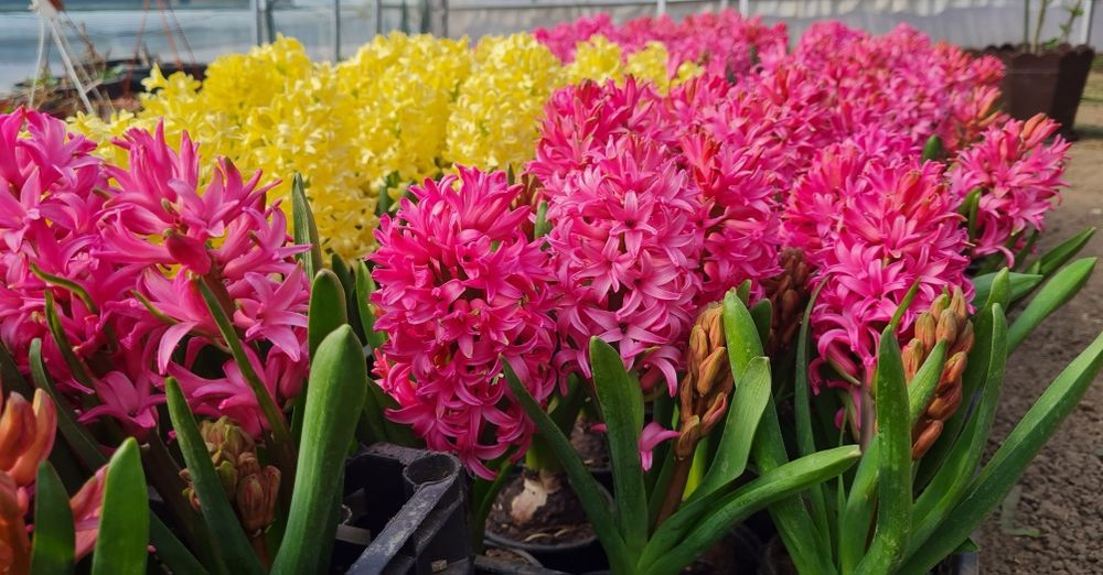 Zambile în ghiveci Multiple Culori Bulbi 18+