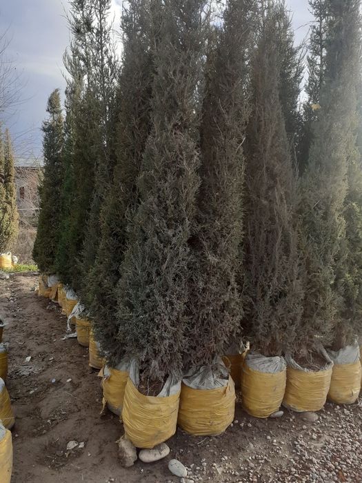 Archa sotiladi narxi 250 ming