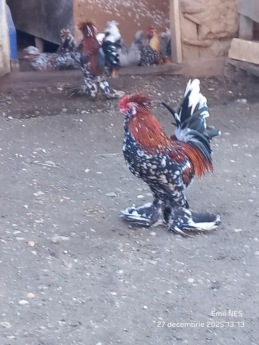 Cocoși struma bantan și wiandote