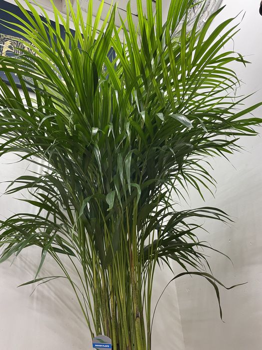 Пальма Арека для дома и офиса