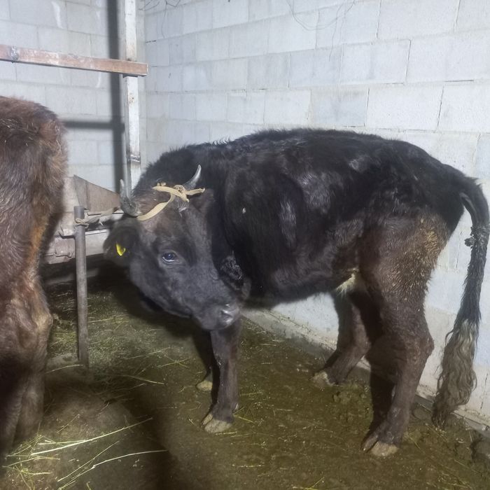 Корова  с теленком 1 годовалый