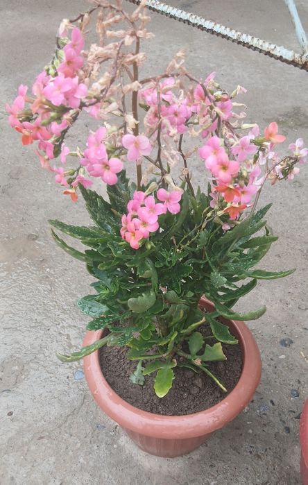 UYDA  Ustirilgan Gullar