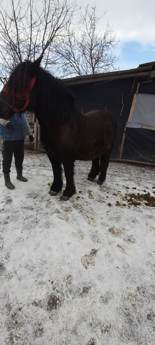 Iapa neagra de vănzare