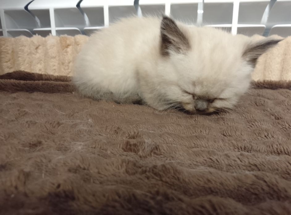 отдам котенка девочку