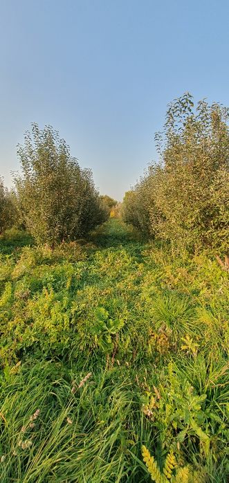 Продам  яблоневый сад в г. Есик.