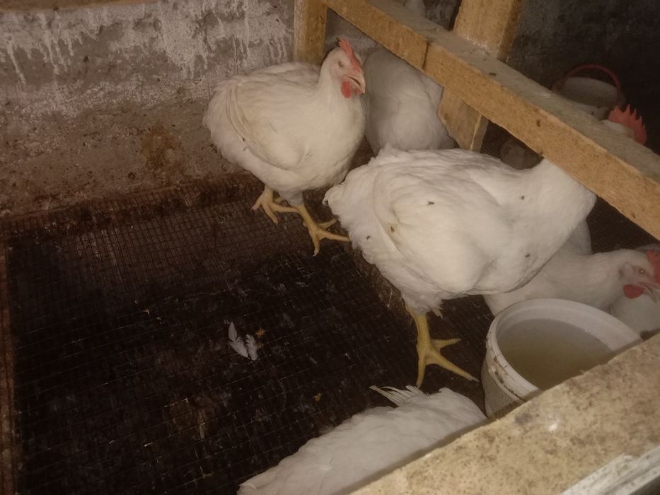 Продам бройлер готов к забою