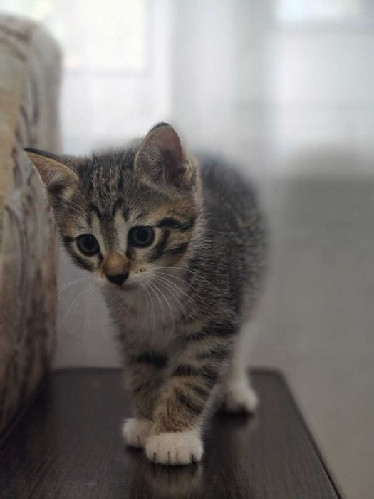Отдам котят в ДОБРЫЕ руки