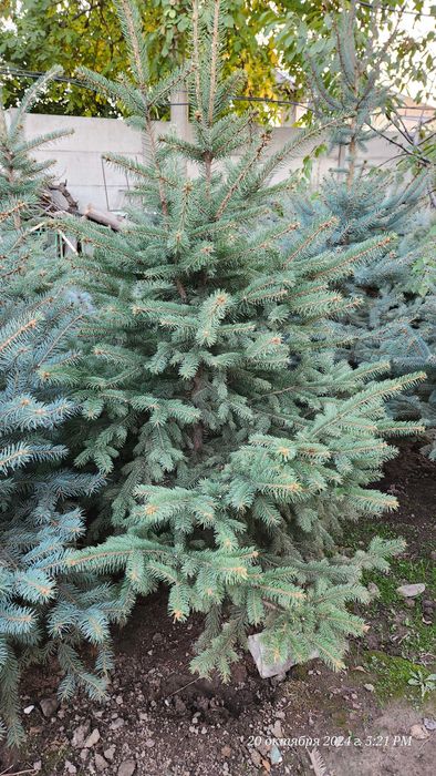 Элегантное дерево для вашего сада — Голубая ель Picea Pungens Glauca!
