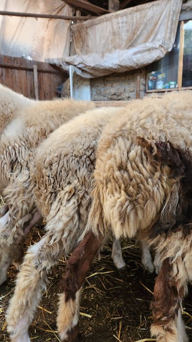 Vând 5 berbecuti assaf