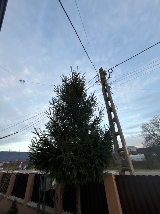 Brad NATURAL pentru împodobit !