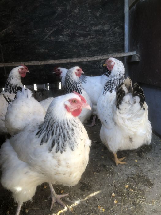 Oua incubator gaini rase mari originale