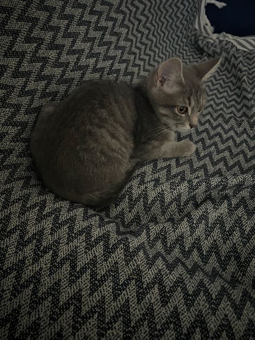 Даю бесплатно кота