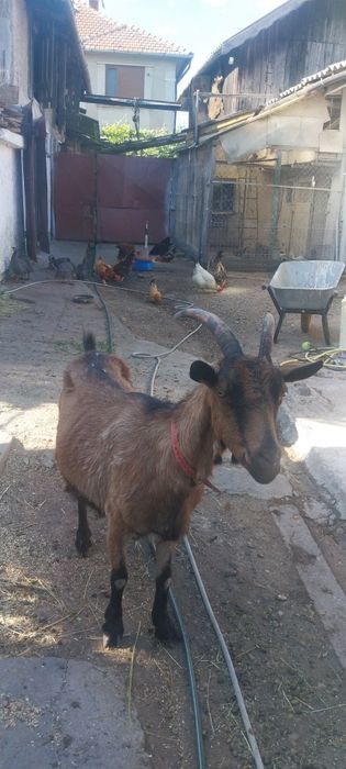 capra cu lapte !!!