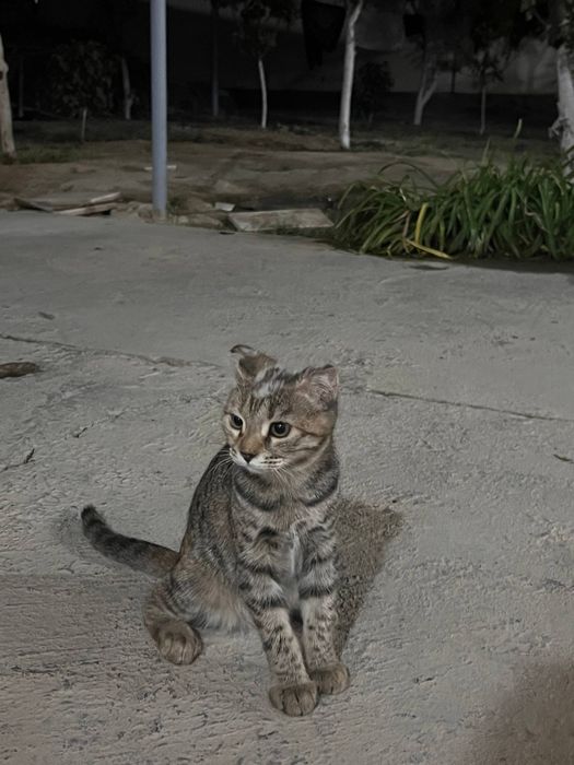 Mehrli qullar uchun mushuklar