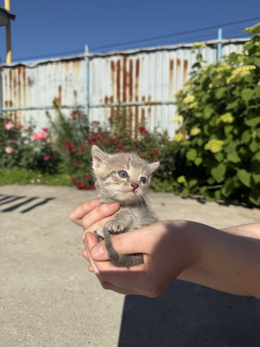 Котята беспоатно