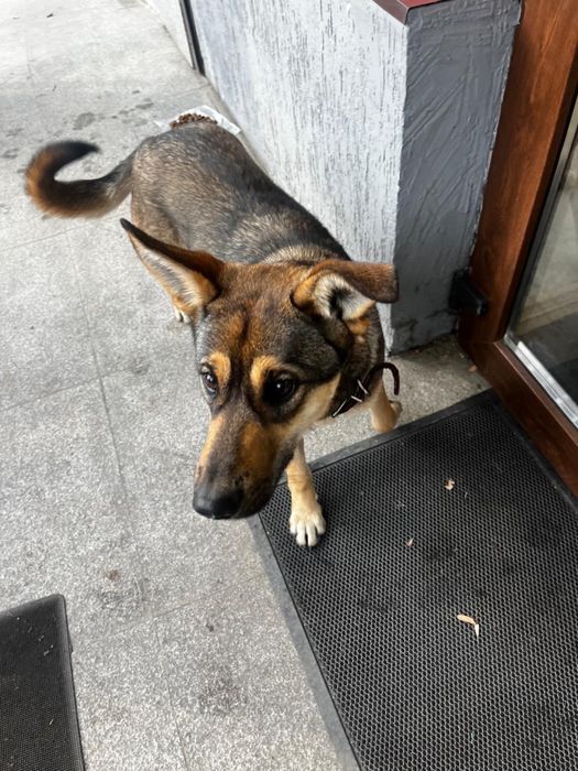 Найдена собака домашняя