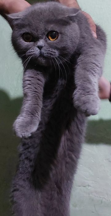 Mushuk sotiladi zotli