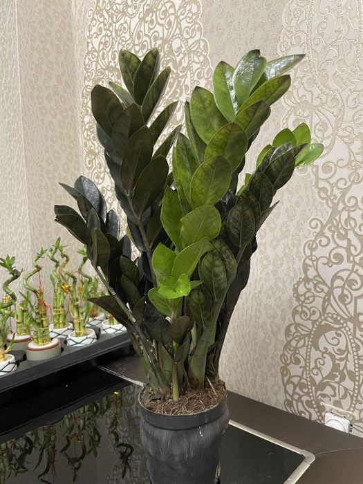 Долларовое дерево Замиакулькас