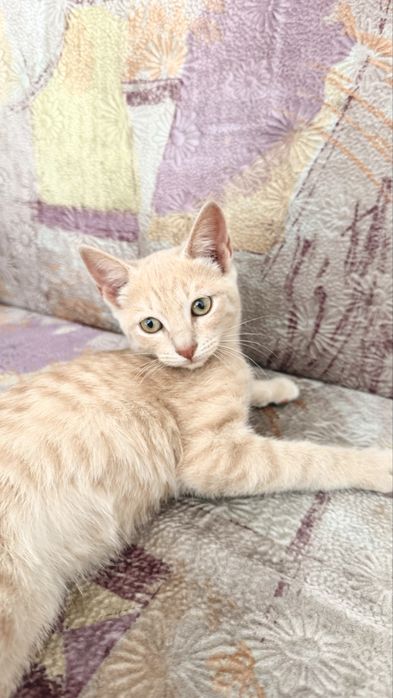 Котенок бесплатно