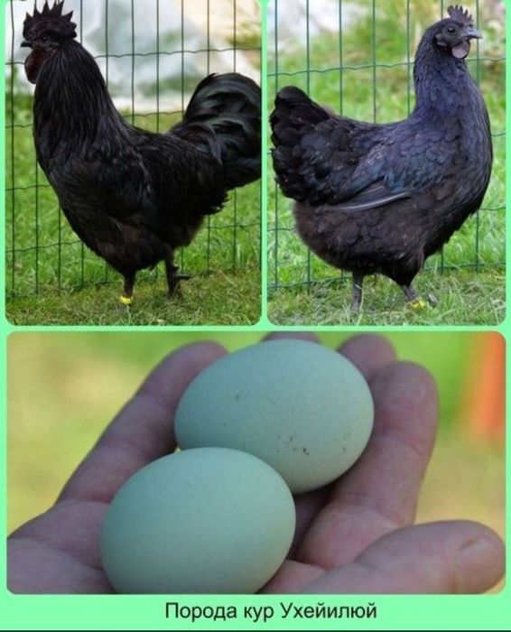 УХЕЙИЛЮЛ ТОЗА ЗОТЛИ Товук Тухамлари Сотилади