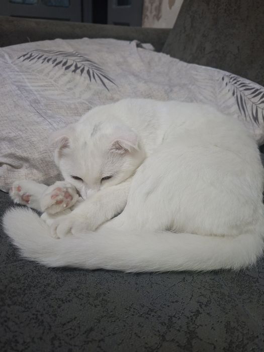 Кошка 1годик, вислоухая