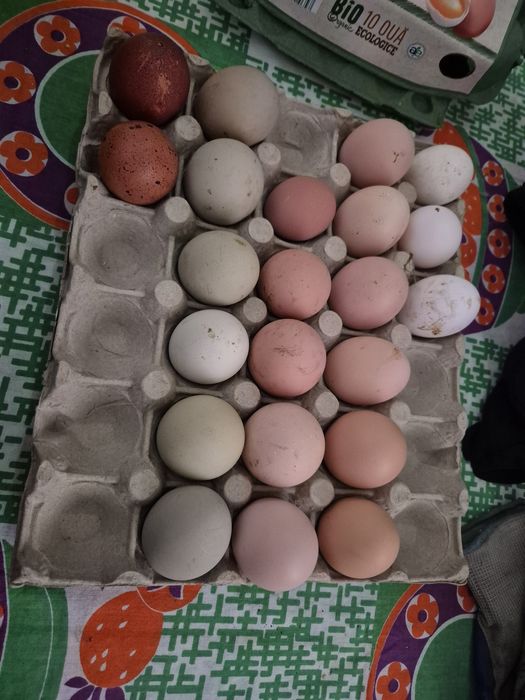 Oua  araucana australorp